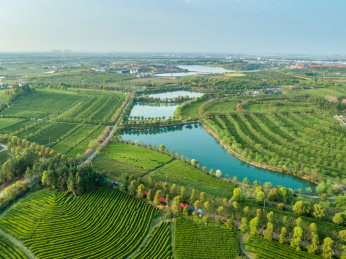 茶园航拍，南昌凤凰沟茶园