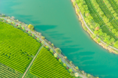 茶园航拍，南昌凤凰沟茶园