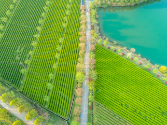 茶园航拍，南昌凤凰沟茶园