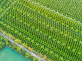 茶园航拍，南昌凤凰沟茶园