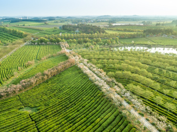 茶园航拍，南昌凤凰沟茶园