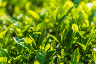 茶园里新鲜的茶芽和叶