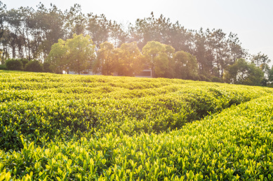 中国茶园，南昌凤凰沟