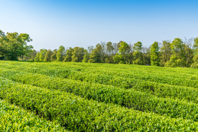 中国茶园，南昌凤凰沟