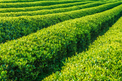 中国茶园，南昌凤凰沟