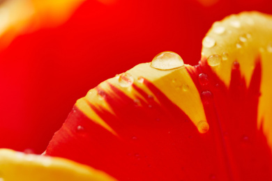 美丽的花瓣水滴特写