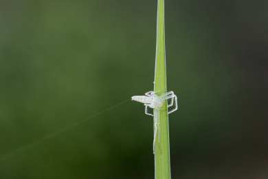 挂着蛛丝的一只透明蛛蛛