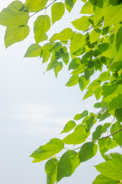 绿色的桑树叶子