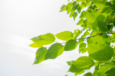 绿色的桑树叶子