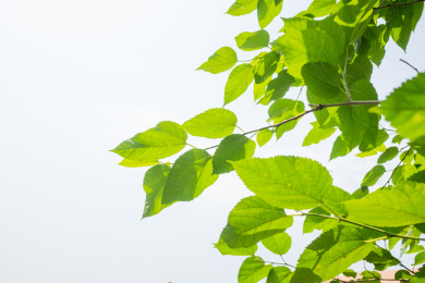 绿色的桑树叶子