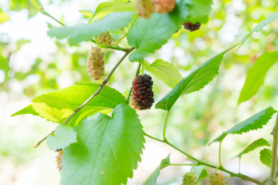 桑树上结满桑葚