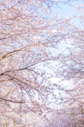 春日里盛放的樱花