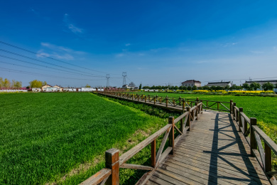 江苏省盐城市乡村麦田自然景观