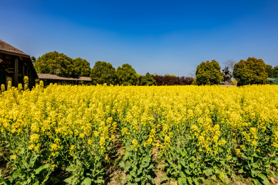 江苏省盐城市乡村油菜花田园自然景观
