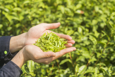 手捧杭州西湖龙井茶嫩芽