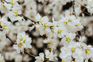 春天的白色桃花 树
