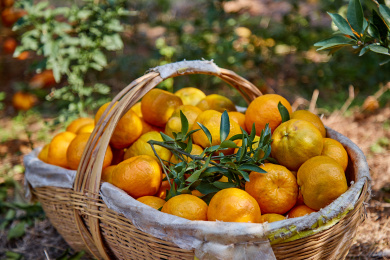 在农场的一筐橘子 橘子