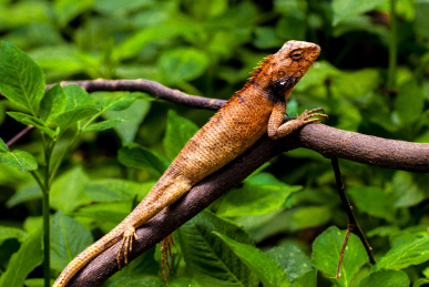 停留在树枝上的蜥蜴