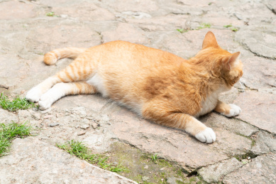 放松的趴在地上的猫