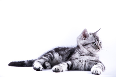 特写背景分离小猫趴着挠痒