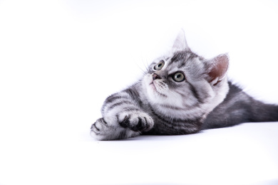 特写背景分离小猫趴着挠痒