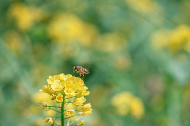 蜜蜂在油菜花里采蜜