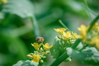 蜜蜂在油菜花里采蜜