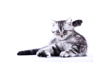 特写背景分离梳理毛发的小猫咪