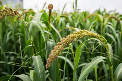 农田里的小米穗特写