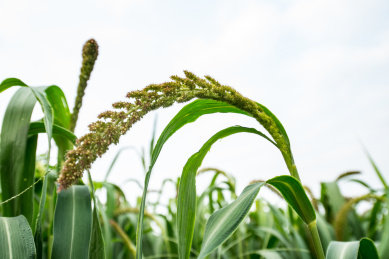 农田里的小米穗特写