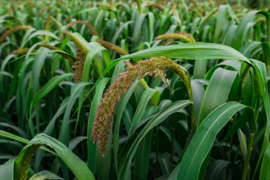 农田里的小米穗特写