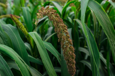 农田里的小米穗特写