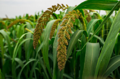 农田里的小米穗特写