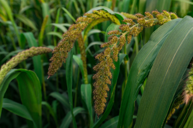 农田里的小米穗特写