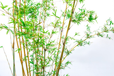 白色背景下的竹子