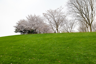 草坪，天空和樱花树