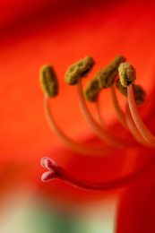 鲜艳的红色花蕊