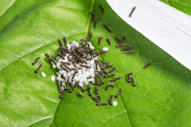 蚕卵和刚刚孵化的蚕宝宝