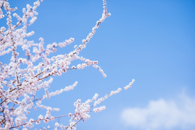 春天里的粉色桃花