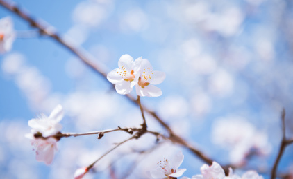 春天里的粉色桃花