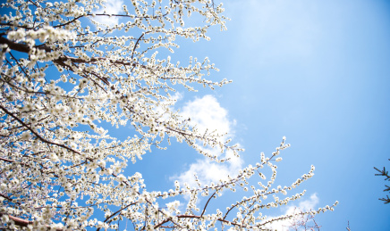 春天的白色杏花