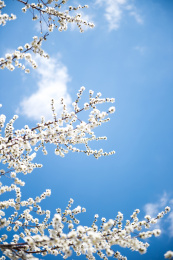 春天的白色杏花