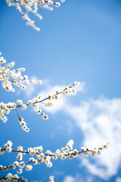 春天的白色杏花