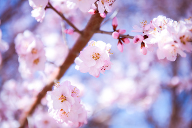 春天里的粉色桃花