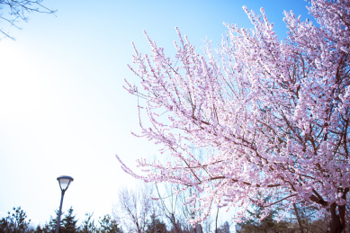 春天里的粉色桃花