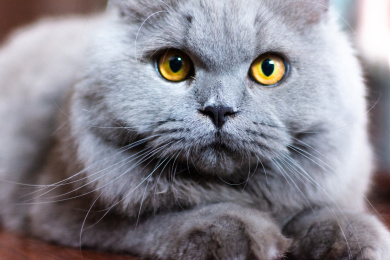 灰色毛发的英国短毛猫