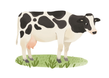 草地上的奶牛插画