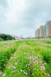 盛开的栽培格桑花