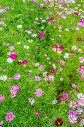 盛开的栽培格桑花