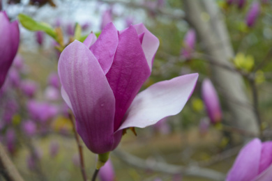 公园里盛开的淡紫红色的玉兰花